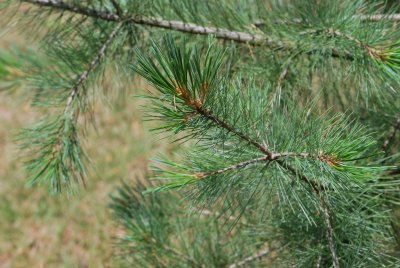 Pinus flexilis - borovice ohebná - větve